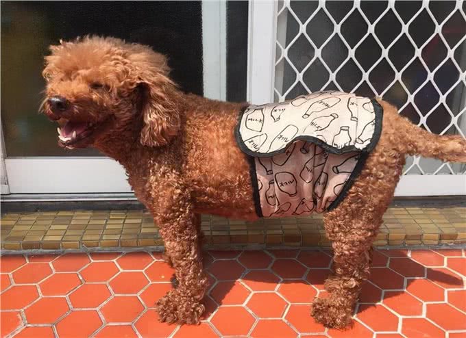 狗狗交配不能随便打断，后果很严重