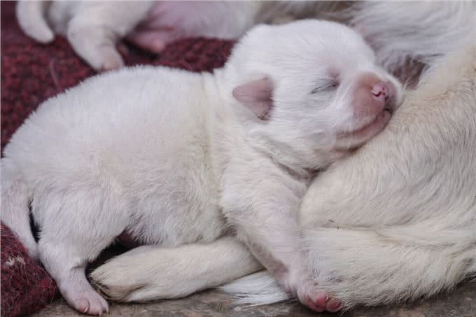 狗狗交配不能随便打断，后果很严重