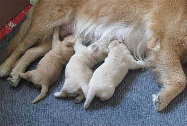 狗狗交配不能随便打断，后果很严重