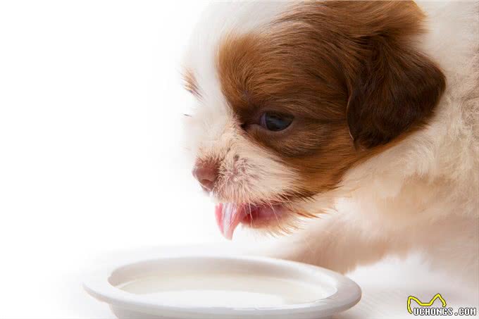 狗狗交配不能随便打断，后果很严重