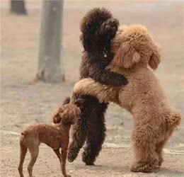 狗狗交配不能随便打断，后果很严重