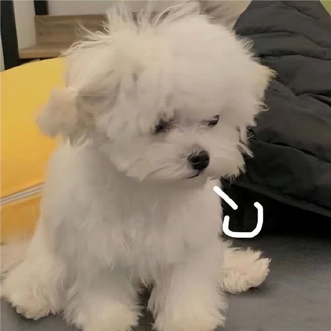 身体有这几个征兆，说明狗狗营养不良，希望你家狗没有