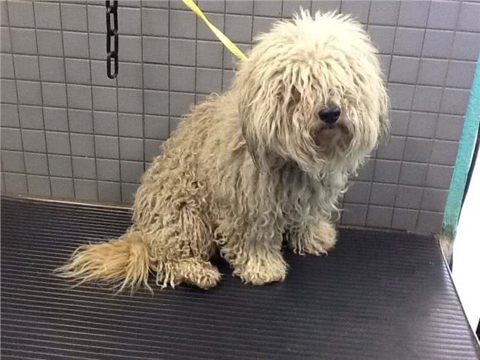 身体有这几个征兆，说明狗狗营养不良，希望你家狗没有