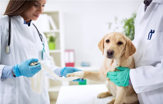 身体有这几个征兆，说明狗狗营养不良，希望你家狗没有