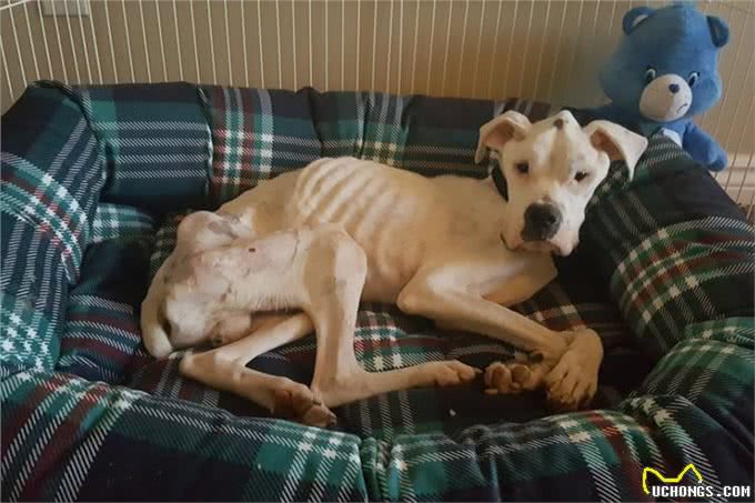 身体有这几个征兆，说明狗狗营养不良，希望你家狗没有