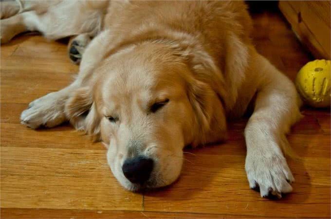 身体有这几个征兆，说明狗狗营养不良，希望你家狗没有