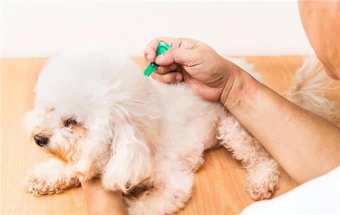 身体有这几个征兆,说明狗狗营养不良,希望你家狗没有