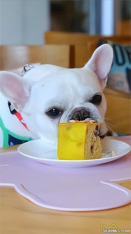 身体有这几个征兆,说明狗狗营养不良,希望你家狗没有