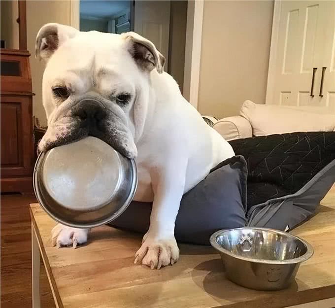 身体有这几个征兆,说明狗狗营养不良,希望你家狗没有