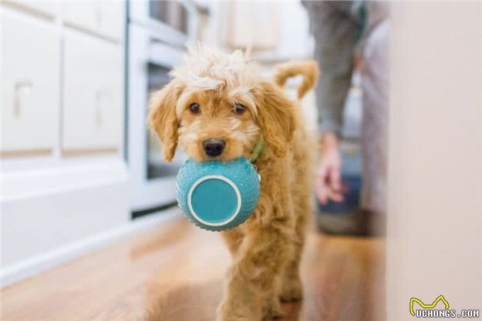 入冬了，主人该怎么喂养狗狗?需要加热狗粮吗?