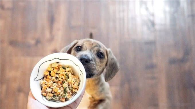 入冬了,主人该怎么喂养狗狗?需要加热狗粮吗?