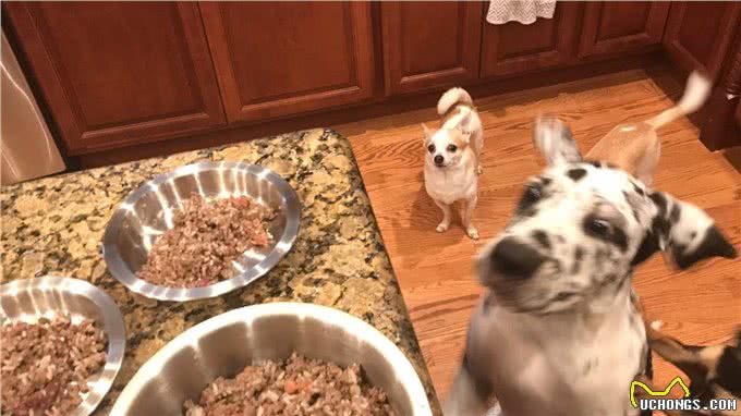 入冬了，主人该怎么喂养狗狗?需要加热狗粮吗?