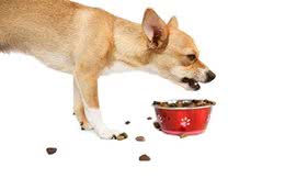 狗狗护食别惯着，送你几招最走心的护食训练法，给狗喂饭妥妥的