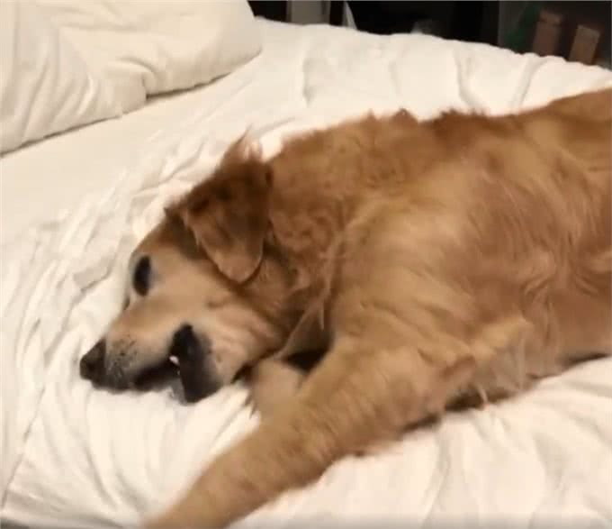 狗狗醒来家里没人，对主人撒泼发脾气：怎么可以不带我