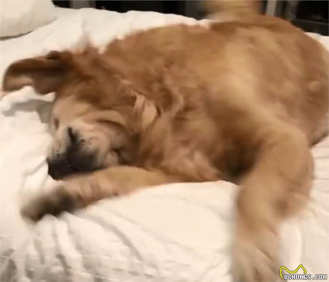 狗狗醒来家里没人，对主人撒泼发脾气：怎么可以不带我