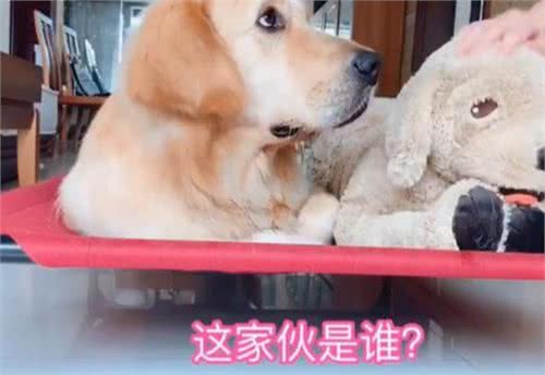 狗狗醒来家里没人，对主人撒泼发脾气：怎么可以不带我