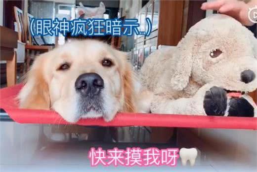 狗狗醒来家里没人，对主人撒泼发脾气：怎么可以不带我