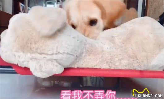 狗狗醒来家里没人，对主人撒泼发脾气：怎么可以不带我