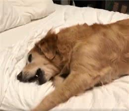 狗狗醒来家里没人，对主人撒泼发脾气：怎么可以不带我