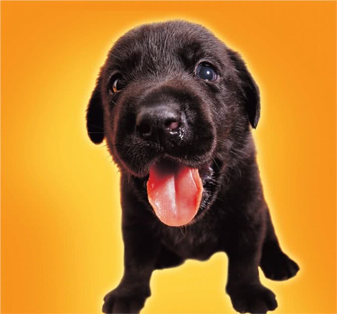 对于狗狗的驯养责任、驯养装备、驯养常识