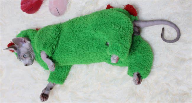 关于斯芬克斯无毛猫你不知道的几件事