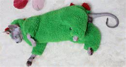 关于斯芬克斯无毛猫你不知道的几件事