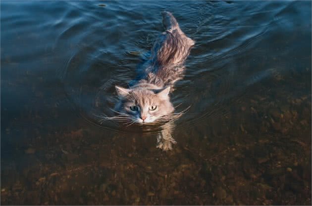 猫咪:讨厌!为什么一定要逼着伦家洗澡啦~