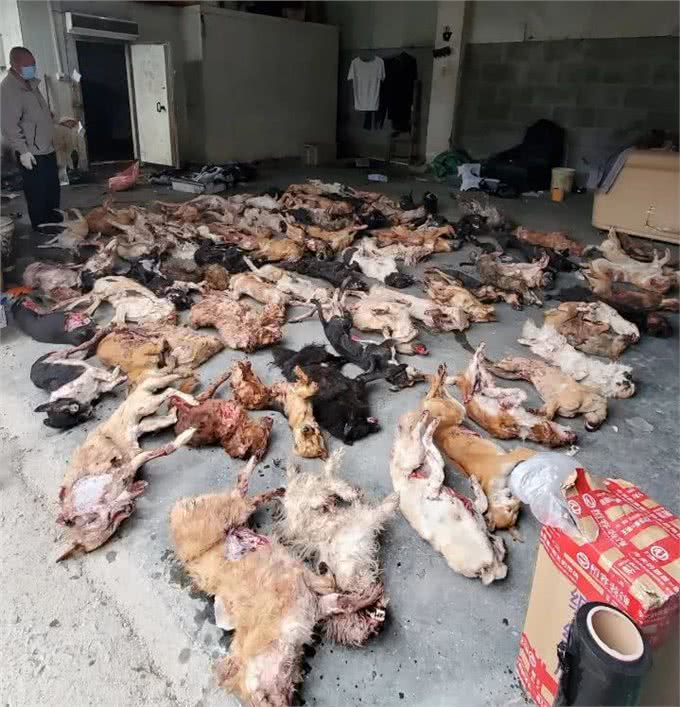 江苏男子十几分钟毒倒两条狗，毒狗药有多危险?吃了容易中毒