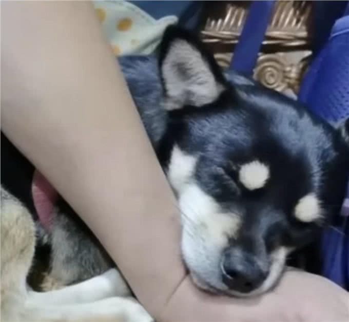 江苏男子十几分钟毒倒两条狗，毒狗药有多危险?吃了容易中毒