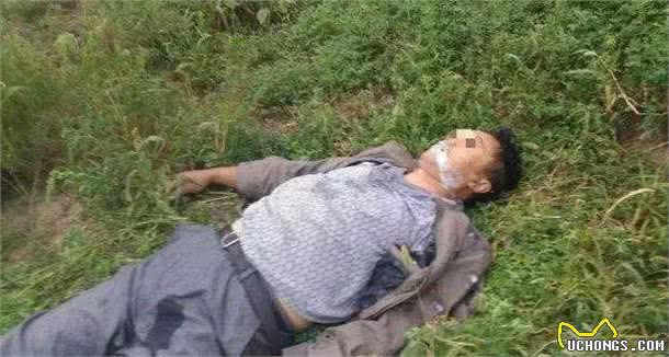 江苏男子十几分钟毒倒两条狗，毒狗药有多危险?吃了容易中毒