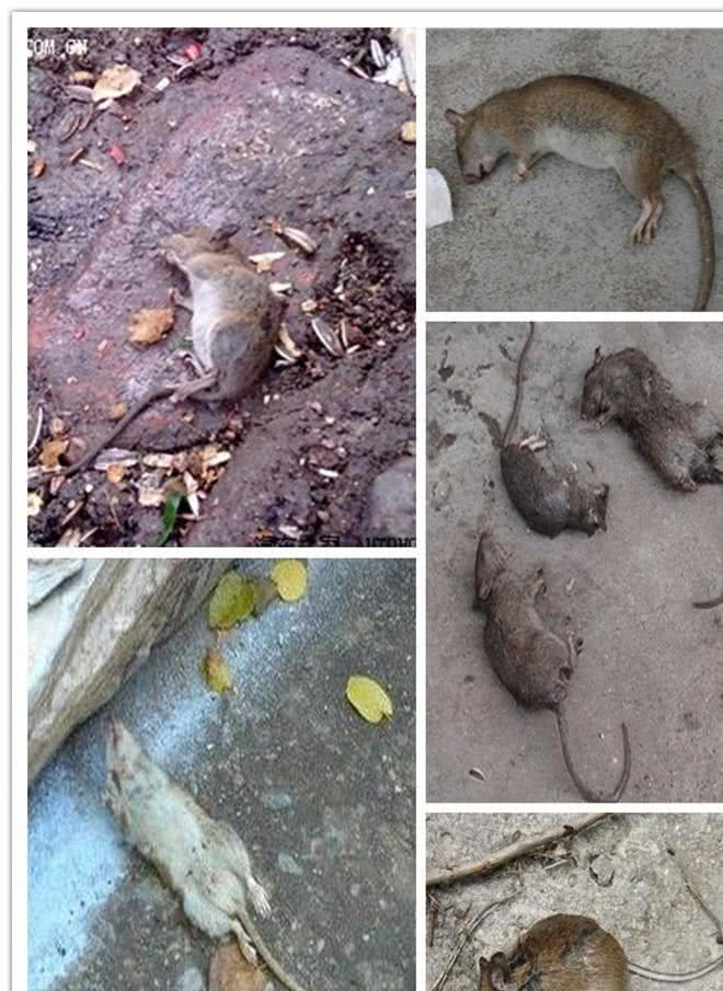 江苏男子十几分钟毒倒两条狗，毒狗药有多危险?吃了容易中毒