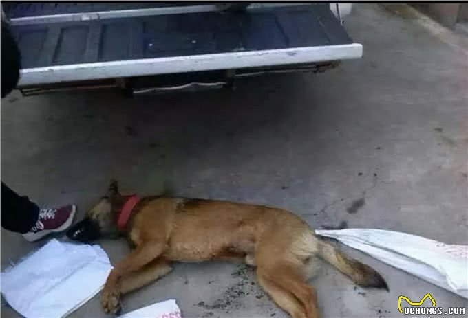 江苏男子十几分钟毒倒两条狗，毒狗药有多危险?吃了容易中毒