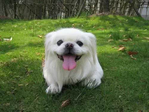 6个原因告诉你，养京巴犬的人为什么越来越少了?