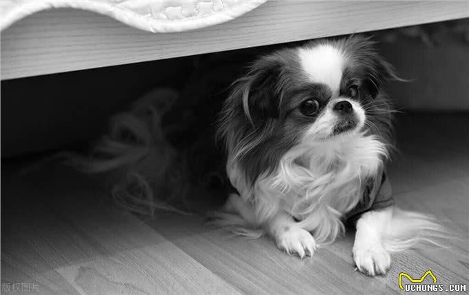 6个原因告诉你，养京巴犬的人为什么越来越少了?