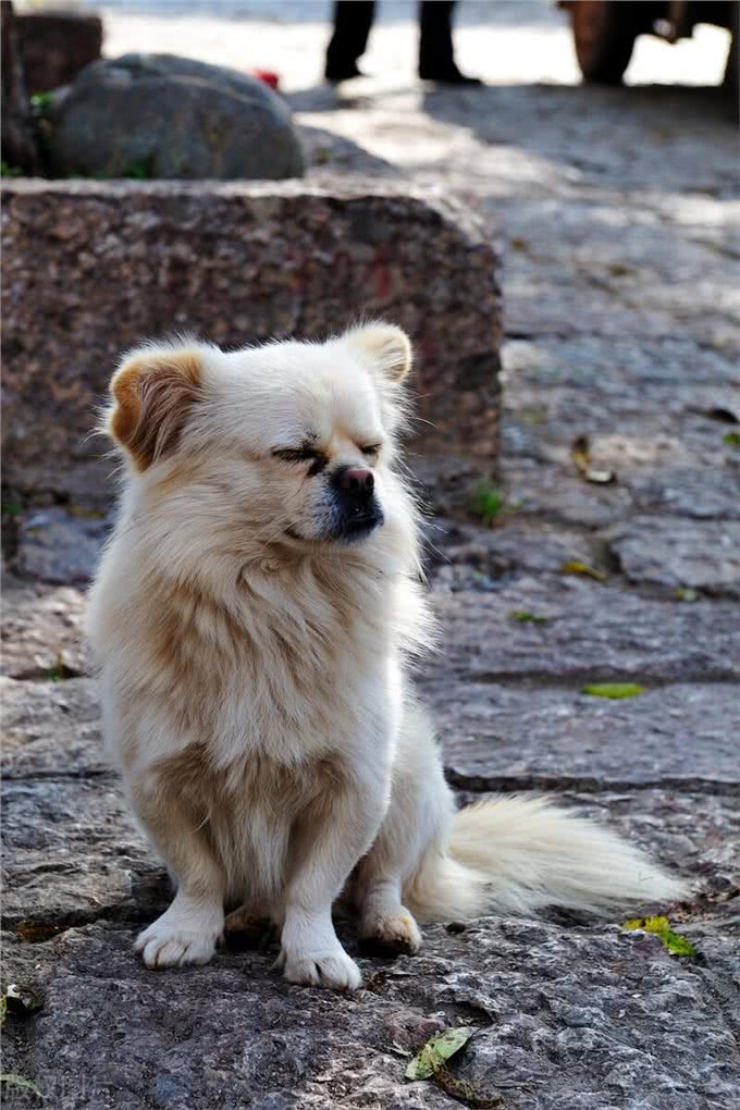 6个原因告诉你，养京巴犬的人为什么越来越少了?