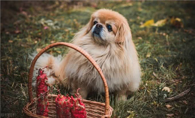 6个原因告诉你，养京巴犬的人为什么越来越少了?