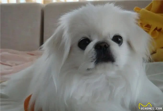 6个原因告诉你，养京巴犬的人为什么越来越少了?