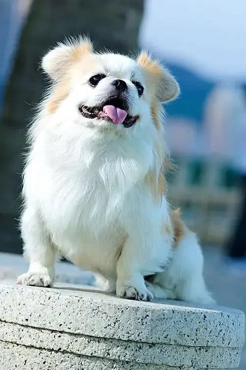 6个原因告诉你，养京巴犬的人为什么越来越少了?