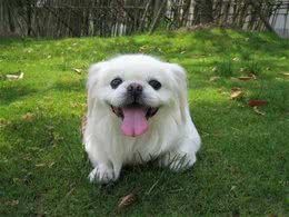 6个原因告诉你，养京巴犬的人为什么越来越少了?