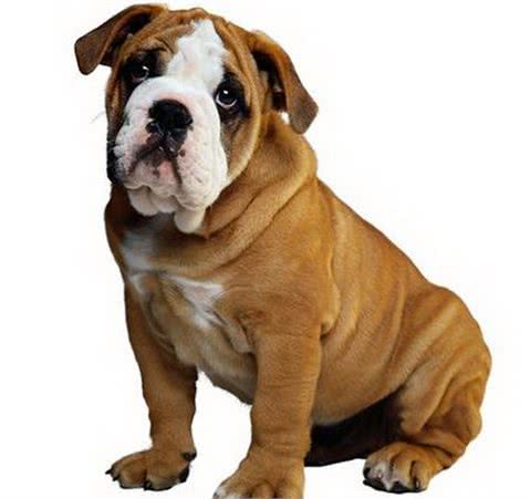 沙皮狗怀孕应该注意些什么，怎么训练沙皮狗不咬人