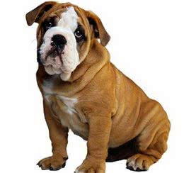 沙皮狗怀孕应该注意些什么，怎么训练沙皮狗不咬人