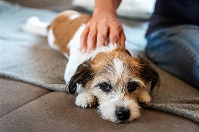 狗狗必学的5大教养秘籍:主人必须牢记的指令与基本指示法