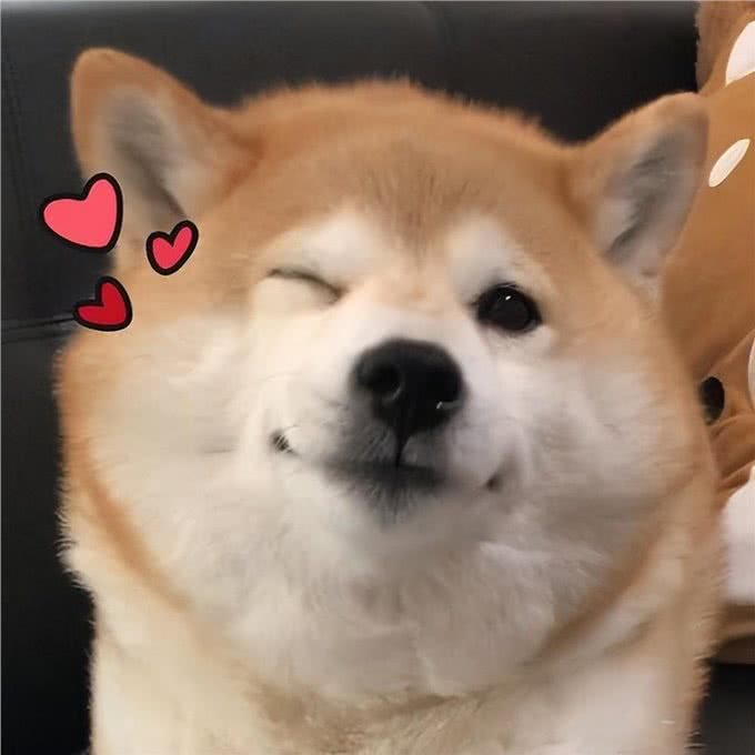 各个年龄阶段的人会喜欢什么样的狗?网友:太真实了