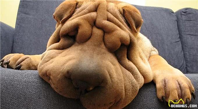 各个年龄阶段的人会喜欢什么样的狗?网友:太真实了