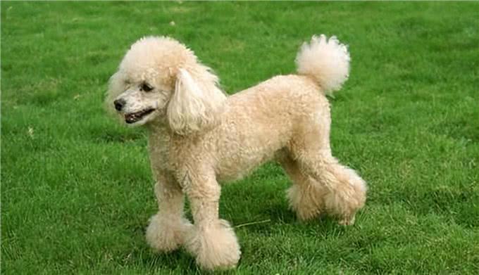 各个年龄阶段的人会喜欢什么样的狗?网友:太真实了