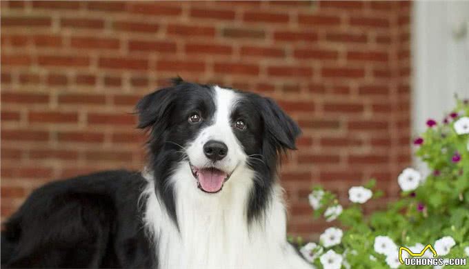 各个年龄阶段的人会喜欢什么样的狗?网友:太真实了