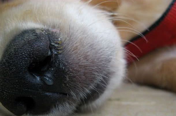 关于狗狗的犬瘟热，你知道怎样预防和处理吗?