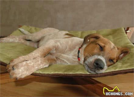 关于狗狗的犬瘟热，你知道怎样预防和处理吗?