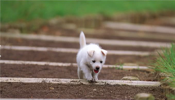 关于狗狗的犬瘟热，你知道怎样预防和处理吗?