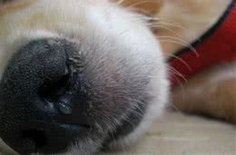关于狗狗的犬瘟热，你知道怎样预防和处理吗?